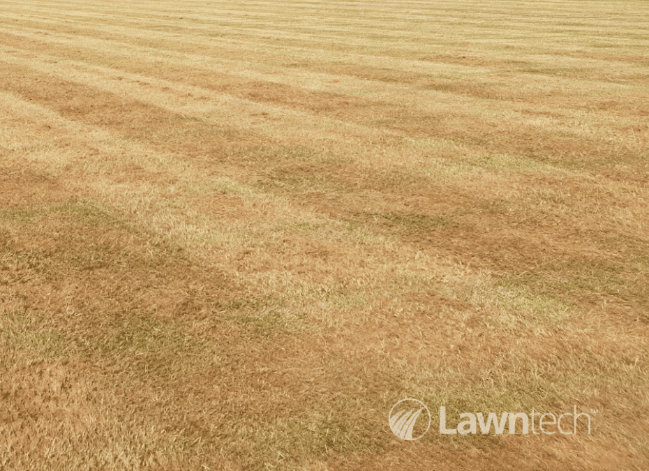 Improve Your Stressed Summer Lawn With An Autumn Renovation