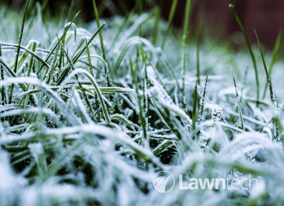 Your Lawn In Winter