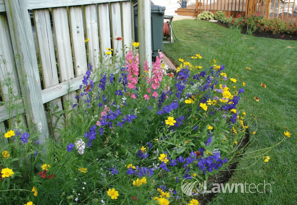 Grow Your Own Mini Wildflower Meadow