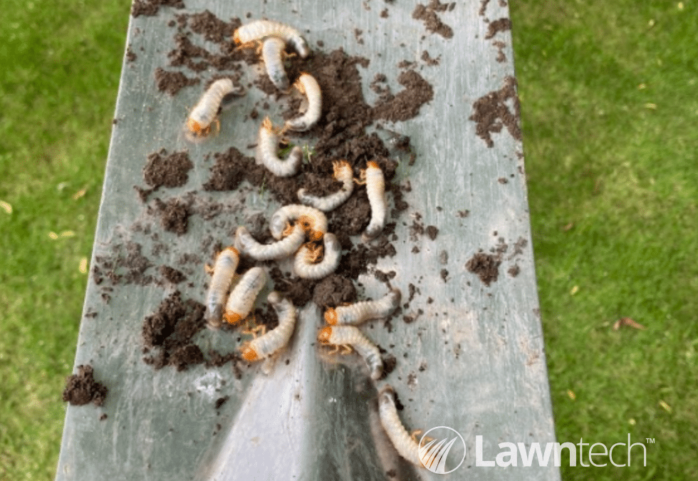 Control Grubs In Your Lawn This Autumn