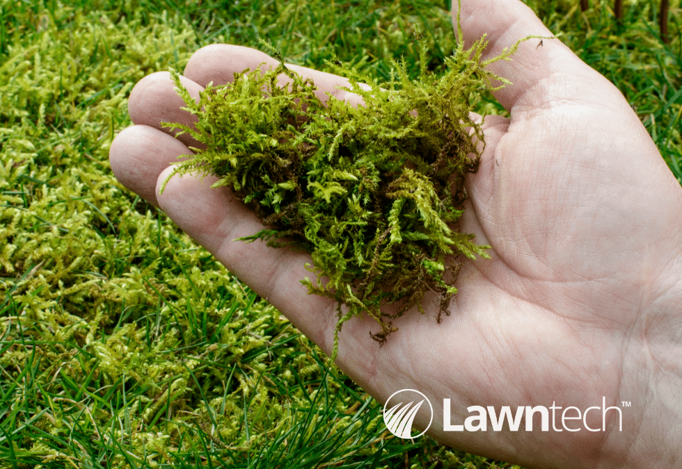 Why Do We Apply a Winter Moss Treatment?