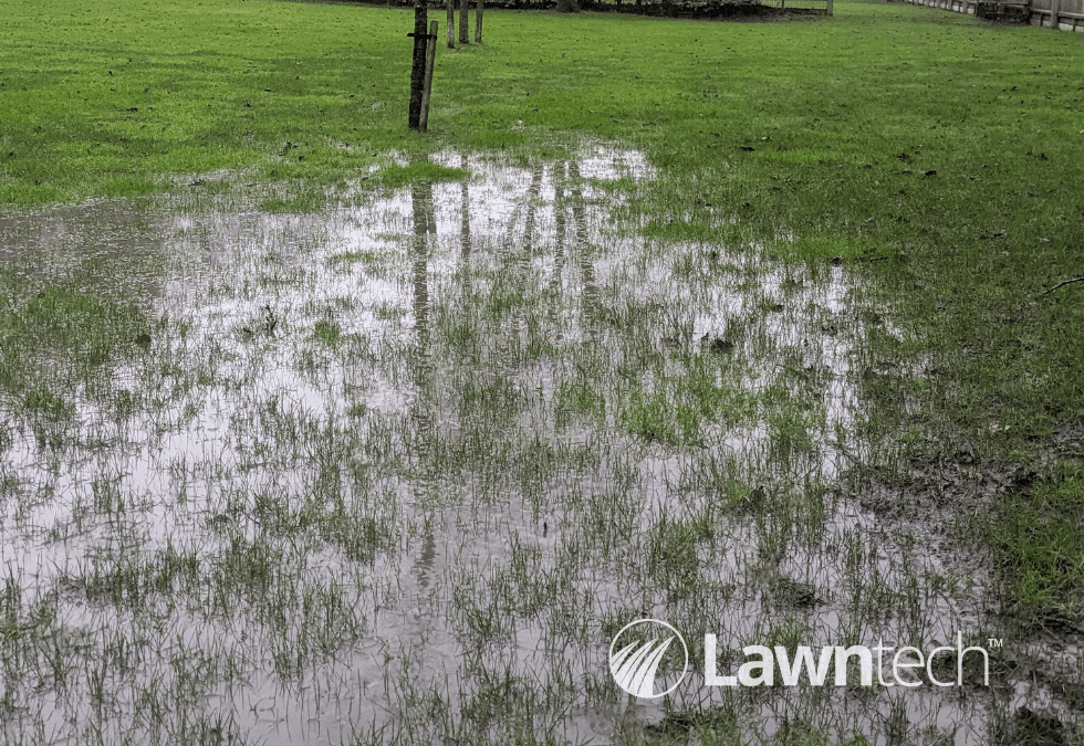 Spring Aeration and Overseeding for a Waterlogged Lawn