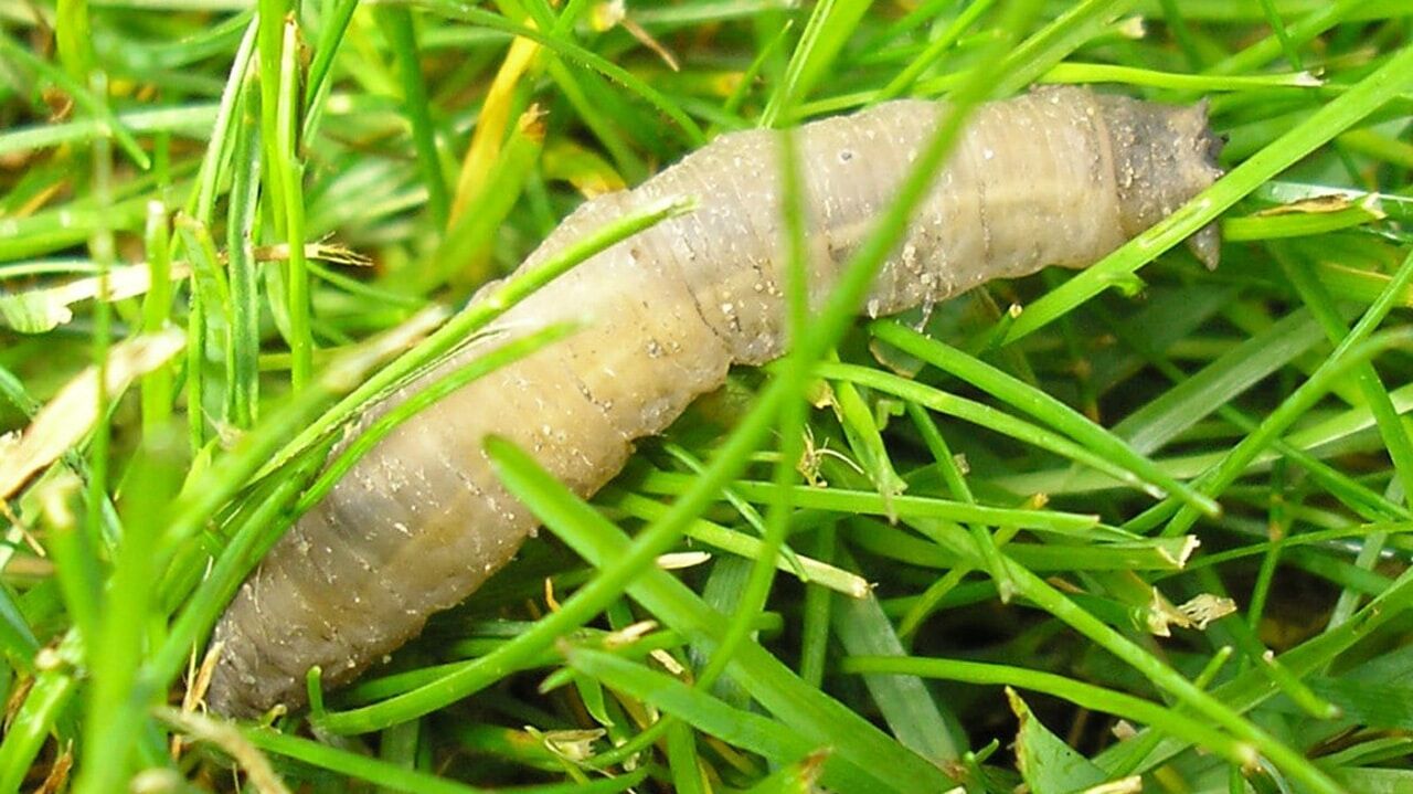 Close up of leather jacket larvae on lawn