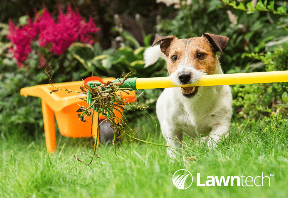 Your Pets And Lawn Care