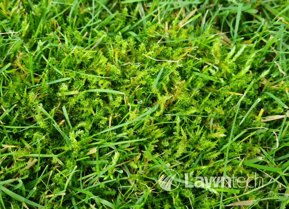 How can I control moss in my lawn?