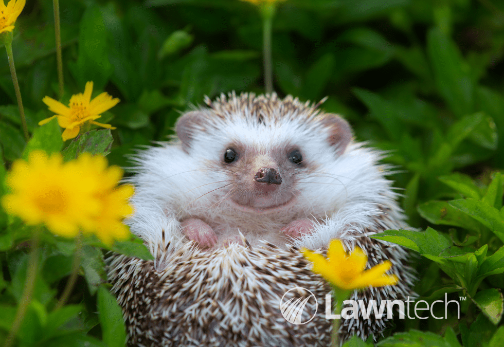 ‘Think Hedgehog’ for Hedgehog Awareness Week