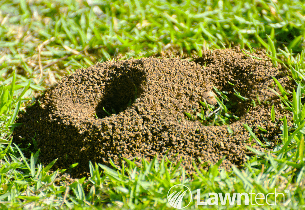 How can I control ants in my lawn?