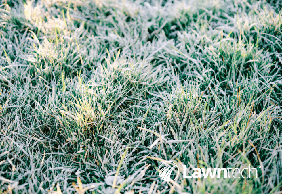 Winter Lawn Care: 5 Top Tips