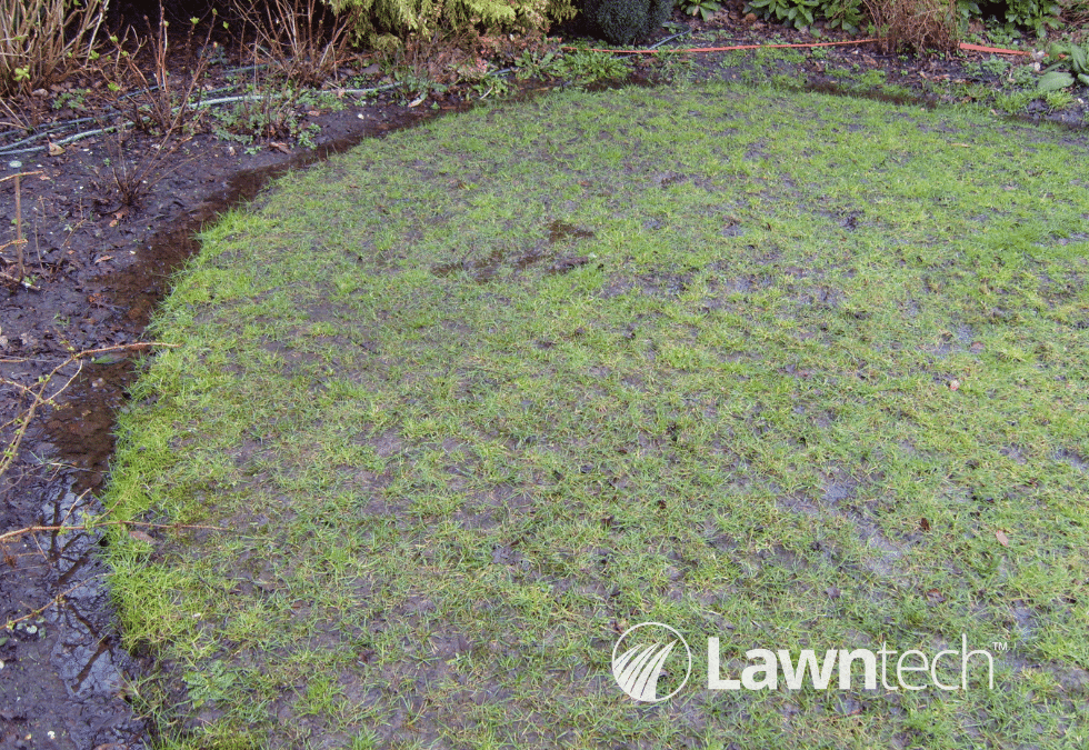 Revive Your Waterlogged Lawn This Spring